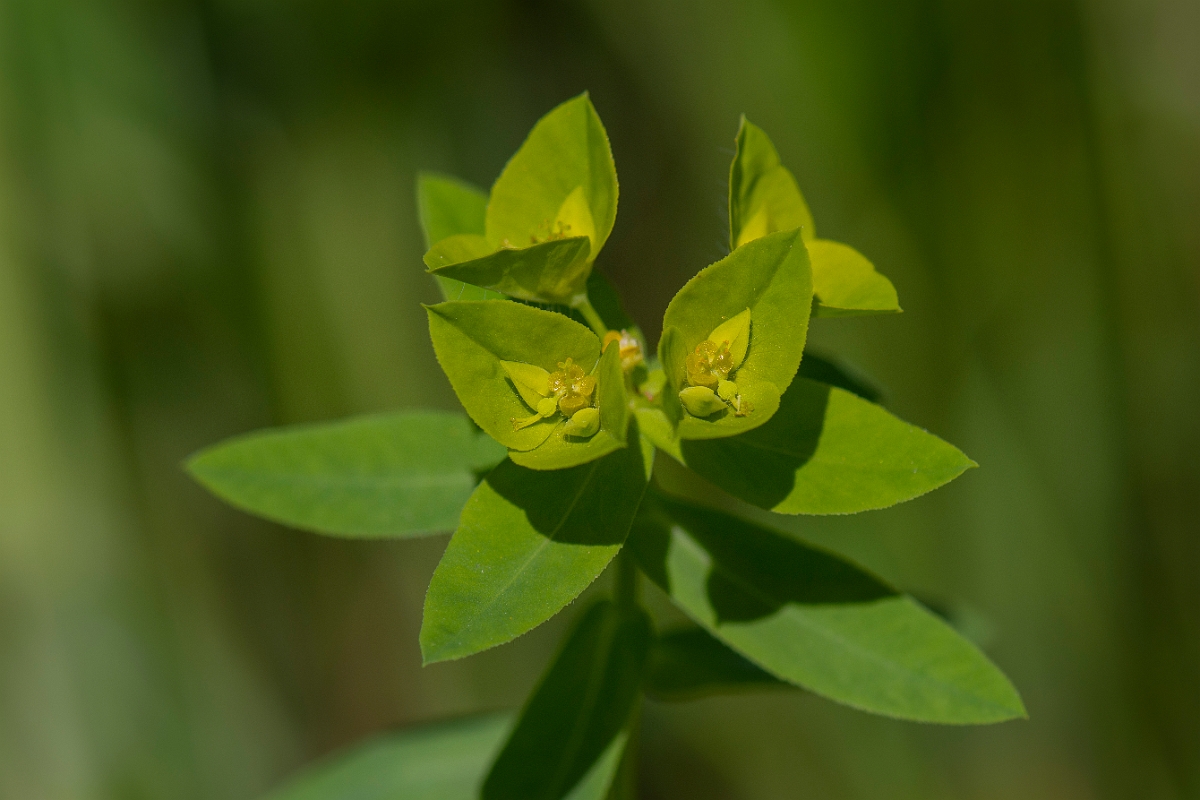 David Plant Photography - Wildlife Photography - Broad-leaved spurge - C.JPG - Broad-leaved spurge - Somerset
