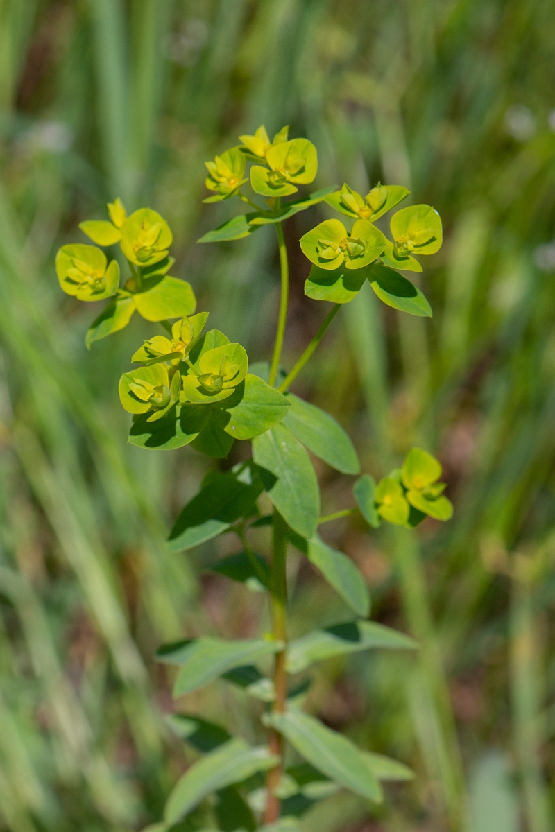David Plant Photography - Wildlife Photography - Broad-leaved spurge - E.JPG - Broad-leaved spurge - Somerset