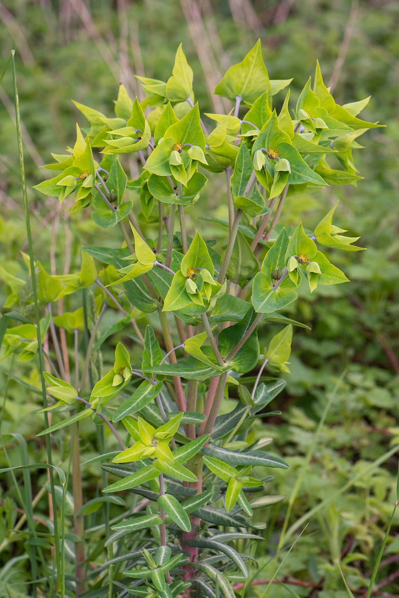 David Plant Photography - Wildlife Photography - Caper spurge - A.JPG - Caper spurge - Norfolk