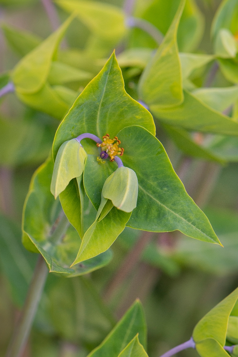 David Plant Photography - Wildlife Photography - Caper spurge - B.JPG - Caper spurge - Norfolk