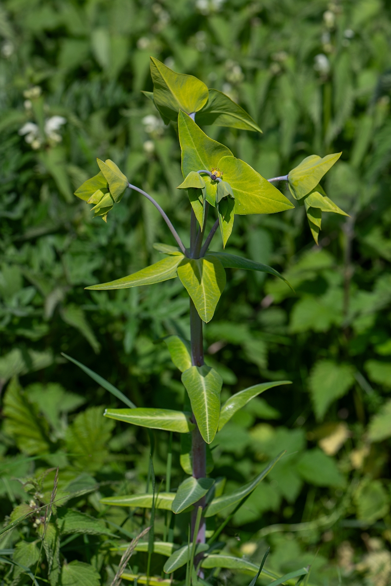 David Plant Photography - Wildlife Photography - Caper spurge - C.jpg - Caper spurge - Norfolk