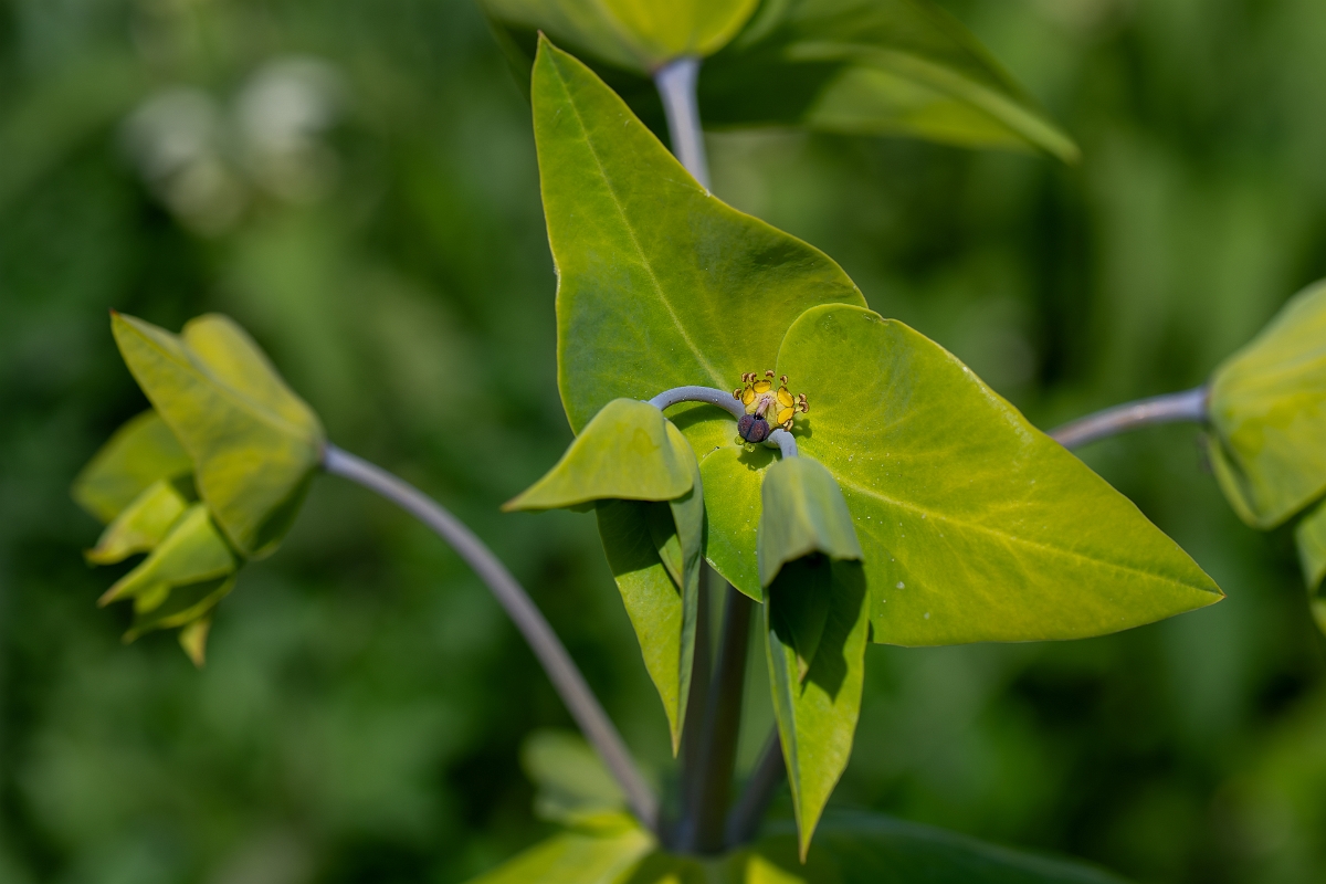 David Plant Photography - Wildlife Photography - Caper spurge - D.jpg - Caper spurge - Norfolk