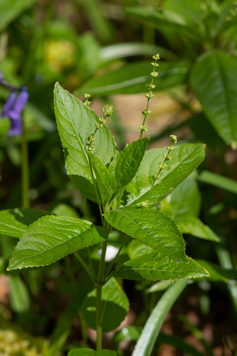 David Plant Photography - Wildlife Photography - Dog's mercury - B.JPG - Dog's mercury - Cambridgeshire