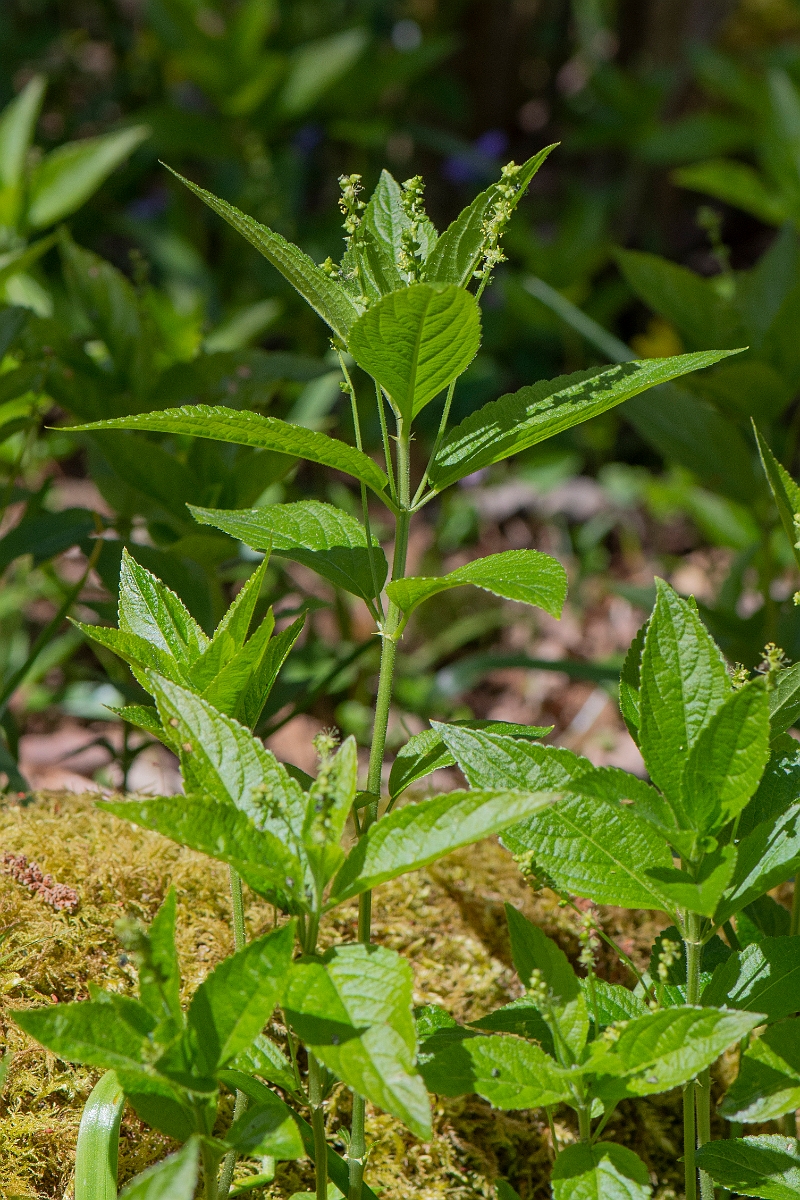 David Plant Photography - Wildlife Photography - Dog's mercury - C.JPG - Dog's mercury - Cambridgeshire