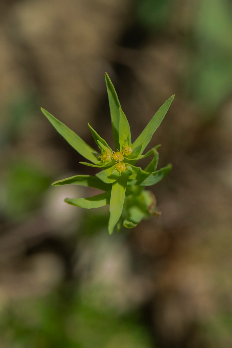 David Plant Photography - Wildlife Photography - Dwarf spurge - A.JPG - Dwarf spurge - Somerset