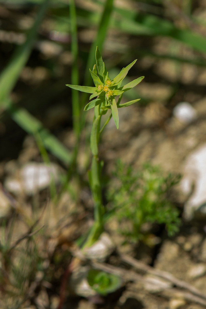 David Plant Photography - Wildlife Photography - Dwarf spurge - B.JPG - Dwarf spurge - Somerset