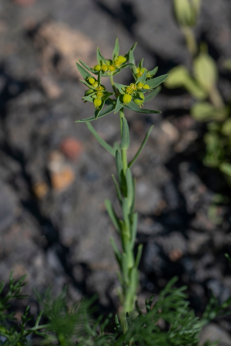 David Plant Photography - Wildlife Photography - Dwarf spurge - C.JPG - Dwarf spurge - Kent