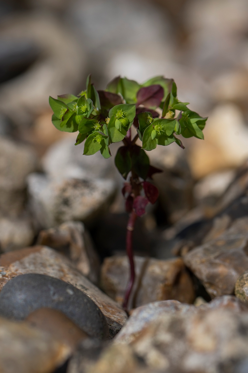 David Plant Photography - Wildlife Photography - Petty spurge - A.JPG - Petty spurge - Cotswolds