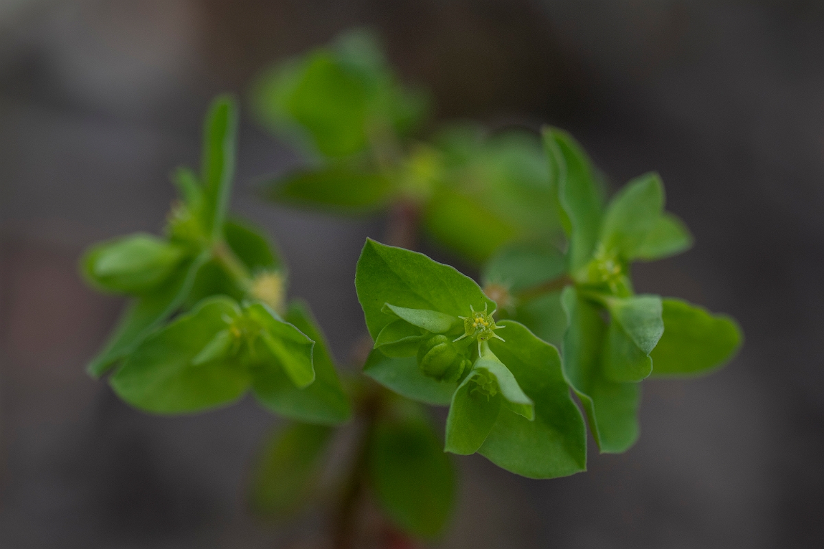 David Plant Photography - Wildlife Photography - Petty spurge - C.JPG - Petty spurge - Cotswolds