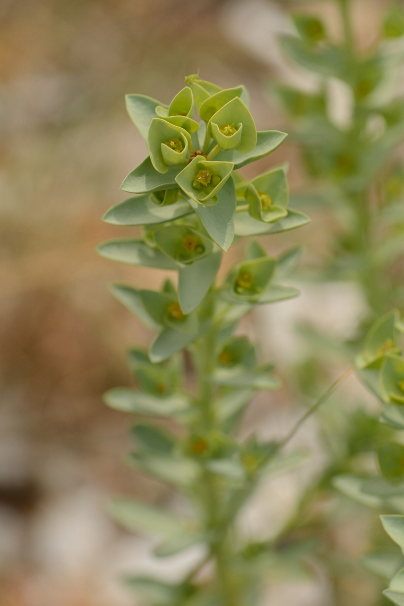 David Plant Photography - Wildlife Photography - Sea spurge - A.jpg - Sea spurge - Norfolk