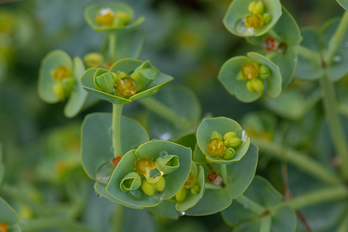 David Plant Photography - Wildlife Photography - Sea spurge - B.JPG - Sea spurge - Bridgend