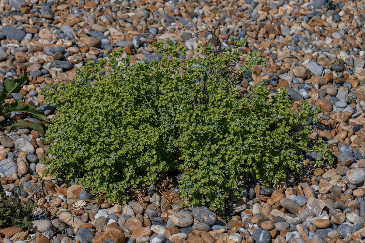 David Plant Photography - Wildlife Photography - Sea spurge - E.JPG - Sea spurge - Kent