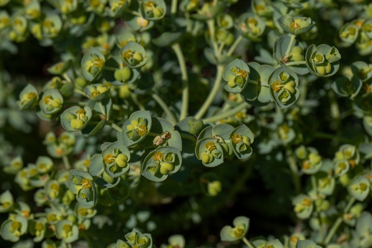 David Plant Photography - Wildlife Photography - Sea spurge - G.JPG - Sea spurge - Kent