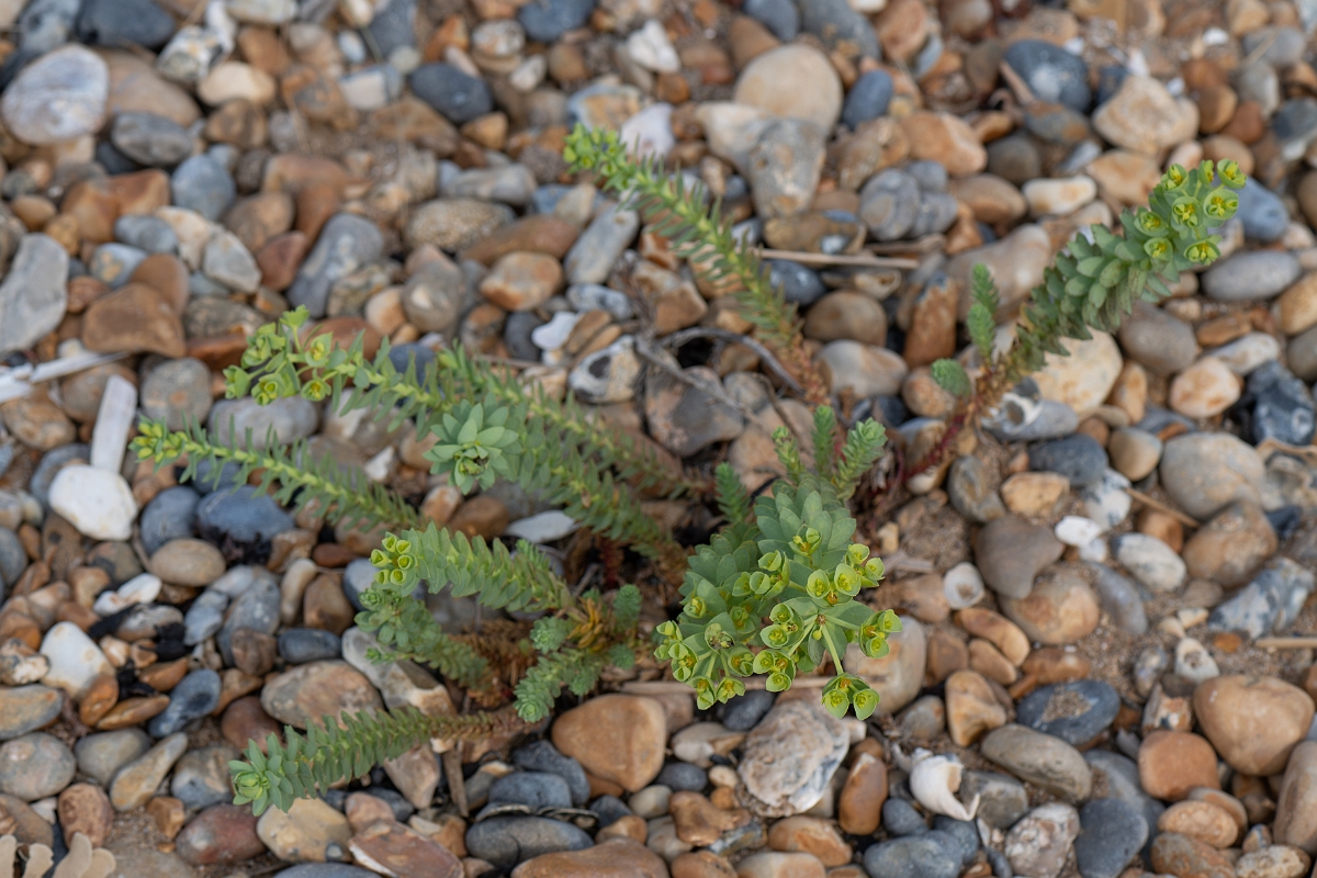 David Plant Photography - Wildlife Photography - Sea spurge - H.jpg - Sea spurge - Kent