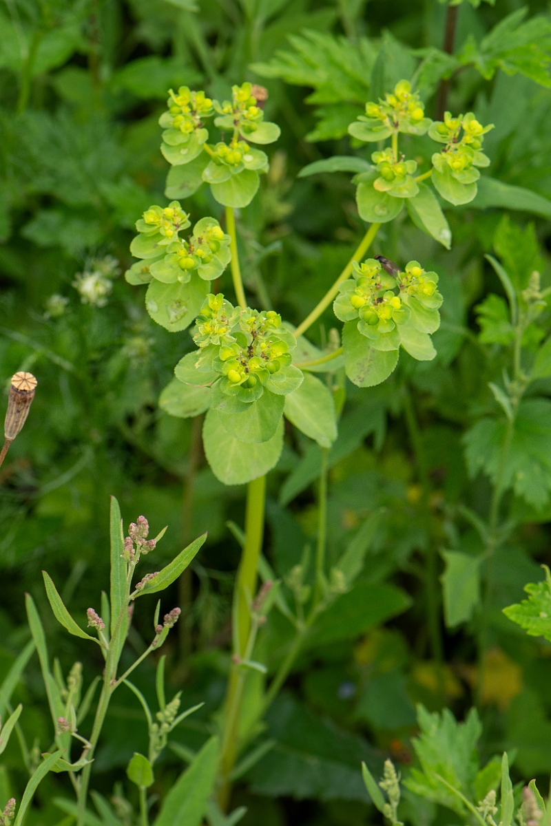 David Plant Photography - Wildlife Photography - Sun spurge - A.JPG - Sun spurge - Cambridgeshire