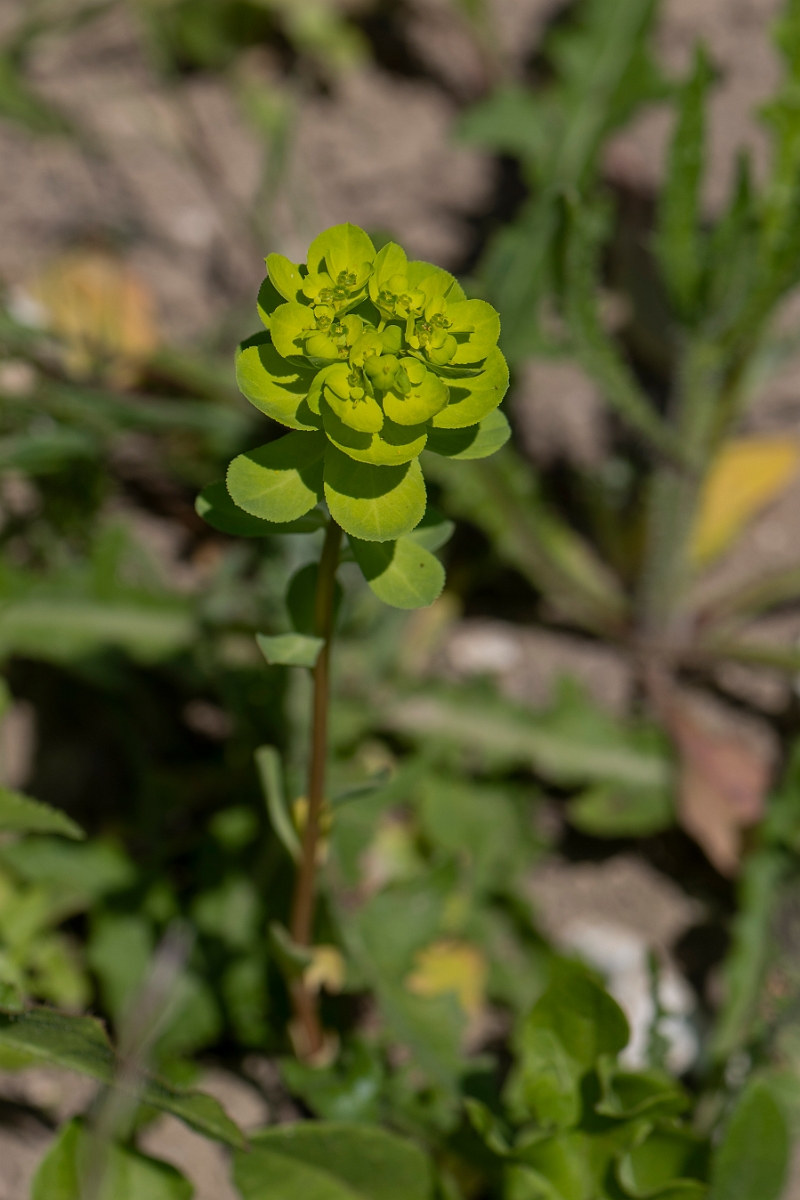 David Plant Photography - Wildlife Photography - Sun spurge - B.JPG - Sun spurge - Kent