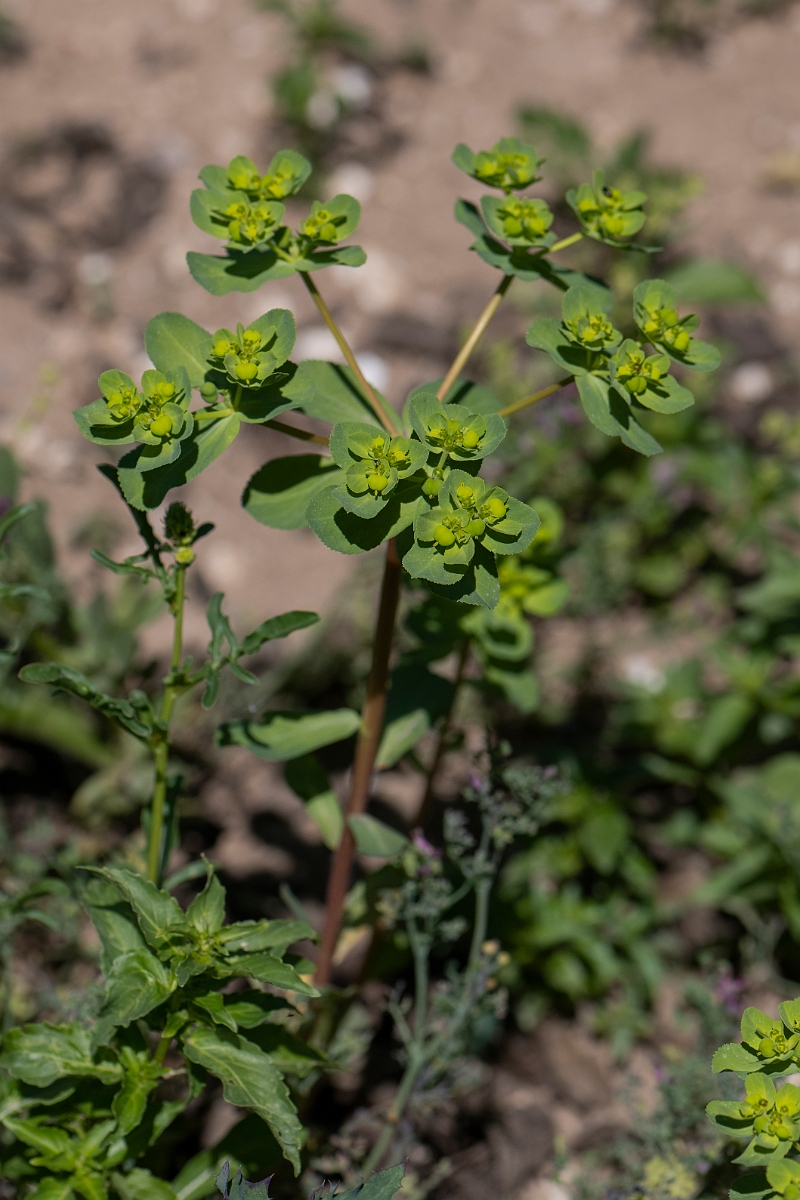 David Plant Photography - Wildlife Photography - Sun spurge - D.JPG - Sun spurge - Kent