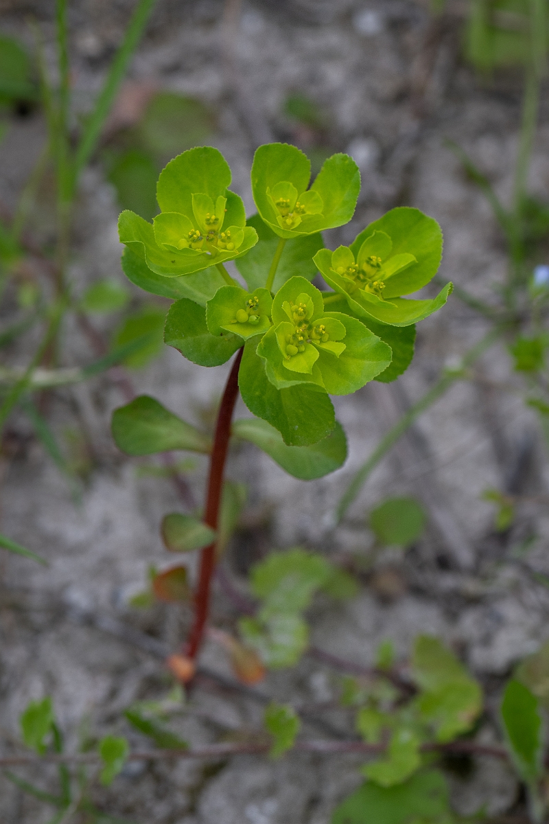 David Plant Photography - Wildlife Photography - Sun spurge - E.jpg - Sun spurge - Hertfordshire