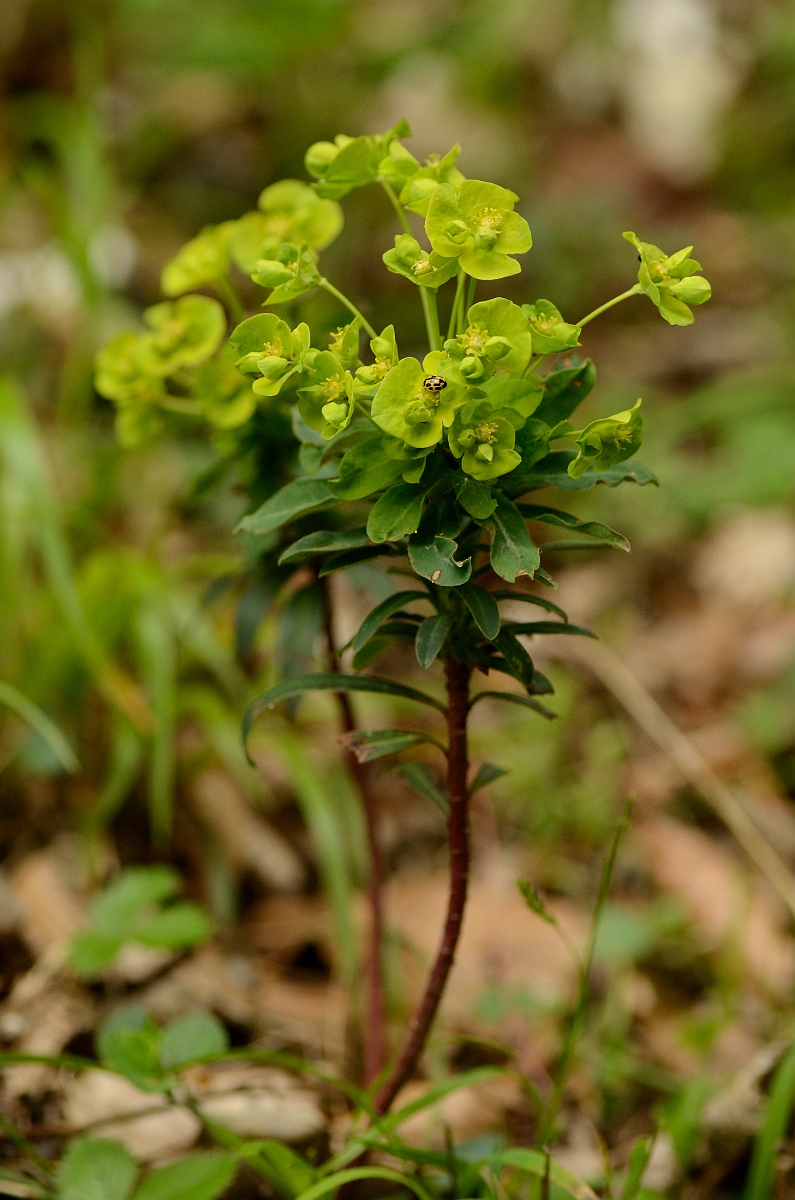 David Plant Photography - Wildlife Photography - Wood spurge - A.jpg - Wood spurge - Oxfordshire