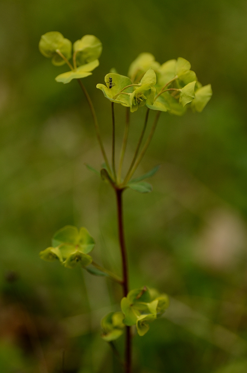 David Plant Photography - Wildlife Photography - Wood spurge - B.jpg - Wood spurge - Oxfordshire