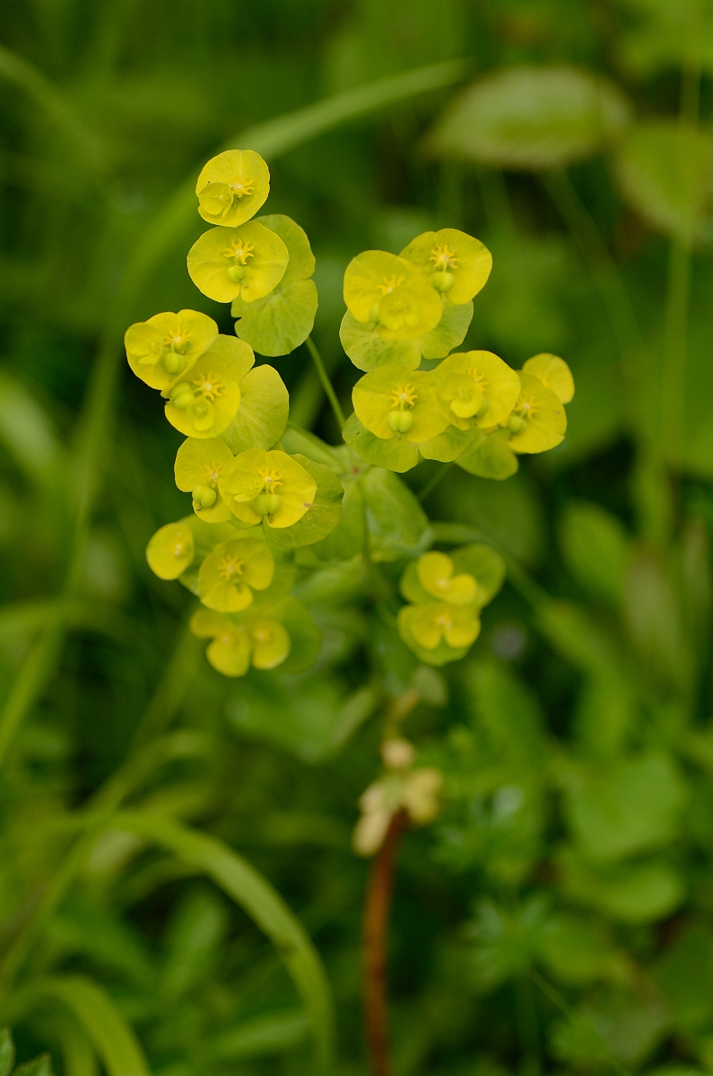 David Plant Photography - Wildlife Photography - Wood spurge - C.jpg - Wood spurge - Oxfordshire