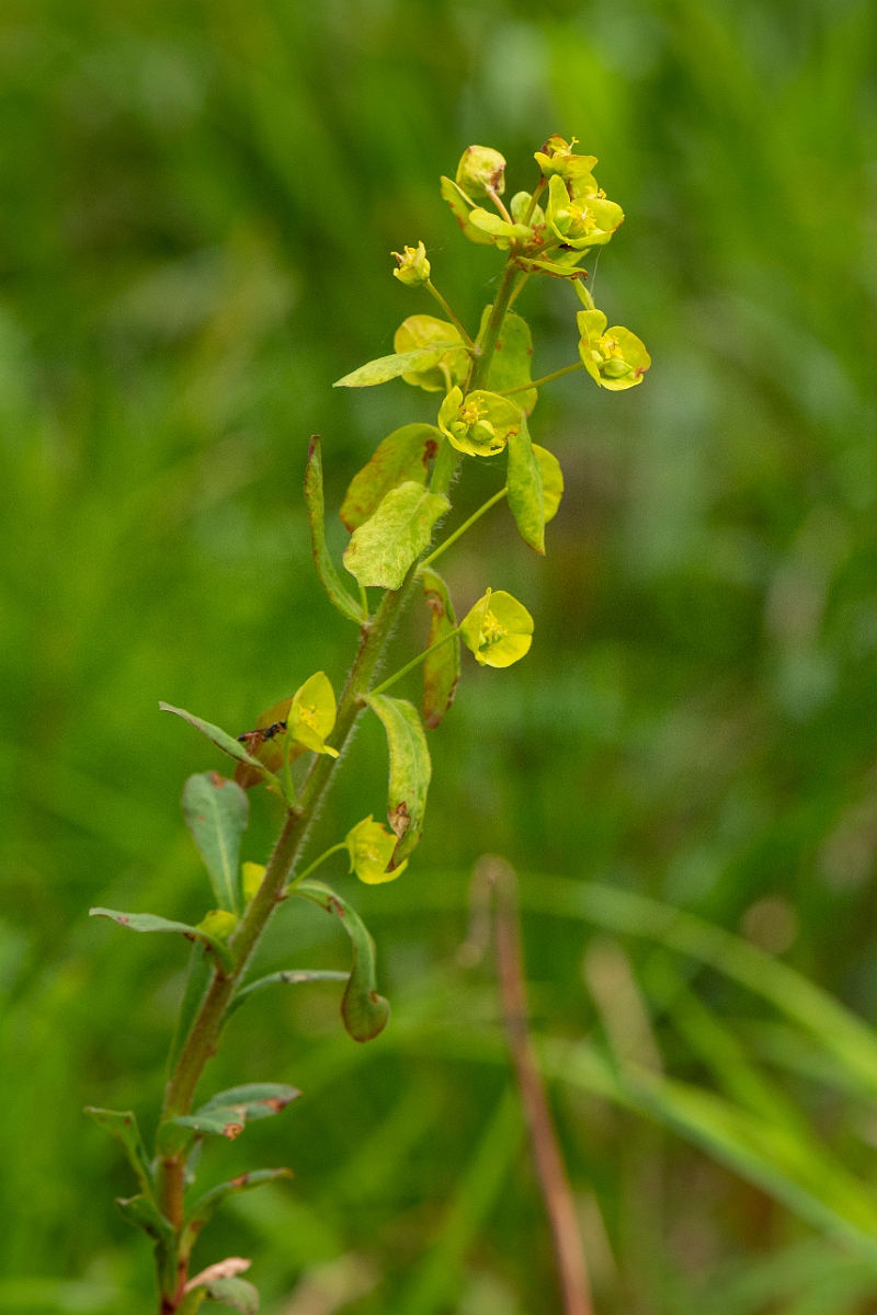 David Plant Photography - Wildlife Photography - Wood spurge - D.JPG - Wood spurge - Bedfordshire