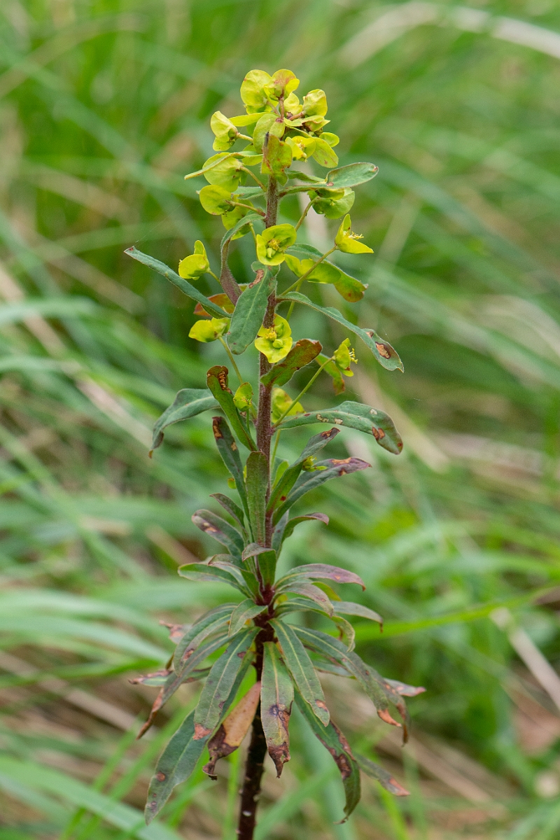 David Plant Photography - Wildlife Photography - Wood spurge - E.JPG - Wood spurge - Bedfordshire