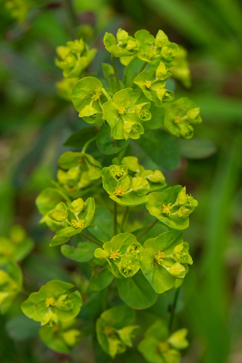 David Plant Photography - Wildlife Photography - Wood spurge - F.JPG - Wood spurge - Bedfordshire