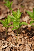 David Plant Photography - Wildlife Photographer - Dog's mercury - A