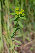 David Plant Photography - Wildlife Photography - Broad-leaved spurge - B