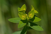 David Plant Photography - Wildlife Photography - Broad-leaved spurge - C