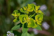 David Plant Photography - Wildlife Photography - Broad-leaved spurge - D