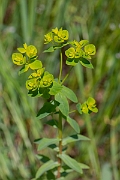 David Plant Photography - Wildlife Photography - Broad-leaved spurge - E