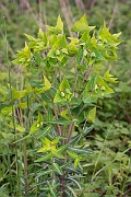 David Plant Photography - Wildlife Photography - Caper spurge - A