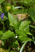 David Plant Photography - Wildlife Photography - Dog's mercury - B