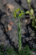 David Plant Photography - Wildlife Photography - Dwarf spurge - C
