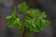 David Plant Photography - Wildlife Photography - Petty spurge - C