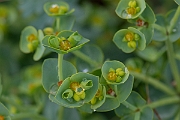 David Plant Photography - Wildlife Photography - Sea spurge - B
