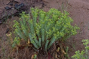 David Plant Photography - Wildlife Photography - Sea spurge - C