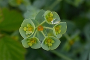 David Plant Photography - Wildlife Photography - Sea spurge - D