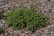 David Plant Photography - Wildlife Photography - Sea spurge - E