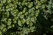 David Plant Photography - Wildlife Photography - Sea spurge - F