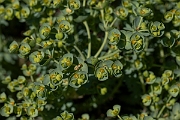 David Plant Photography - Wildlife Photography - Sea spurge - G