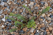 David Plant Photography - Wildlife Photography - Sea spurge - H