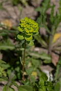 David Plant Photography - Wildlife Photography - Sun spurge - B