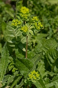 David Plant Photography - Wildlife Photography - Sun spurge - C