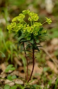 David Plant Photography - Wildlife Photography - Wood spurge - A