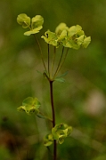 David Plant Photography - Wildlife Photography - Wood spurge - B