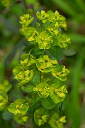 David Plant Photography - Wildlife Photography - Wood spurge - F