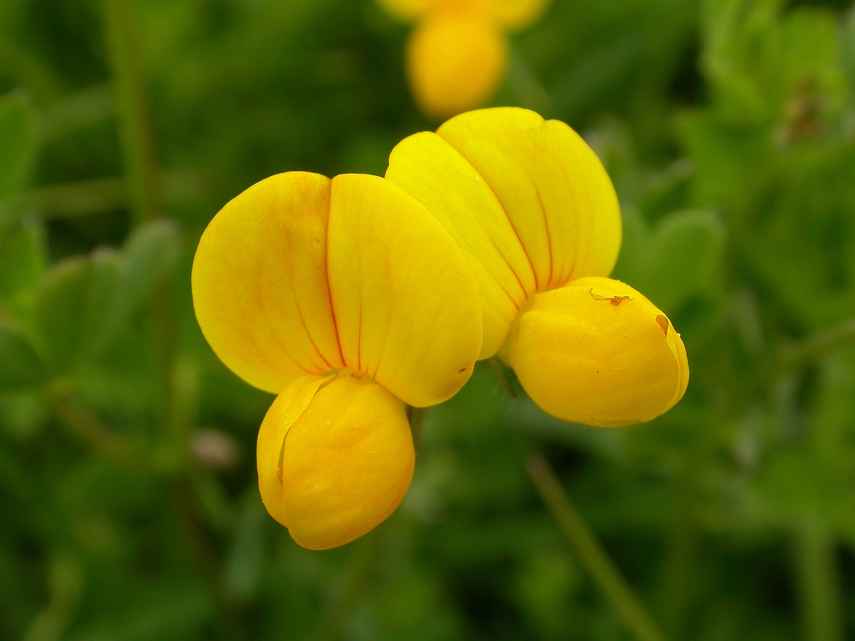 David Plant Photography - Wildlife Photographer - Birds foot trefoil flowers - A.jpg - Birdsfoot trefoil flowers - Somerset